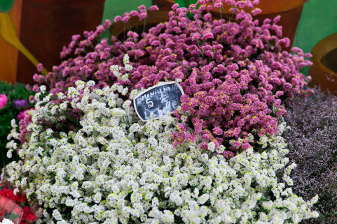 Flowers Marché des Enfants Rouges