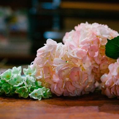 Hydrangea macrophylla hydrangea flower France Paris